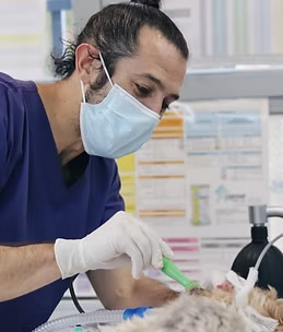 Oncologia Veterinario Madrid Oncologia Veterinario Madrid