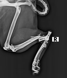 Radiografias Veterinario Madrid Radiografias Veterinario Madrid