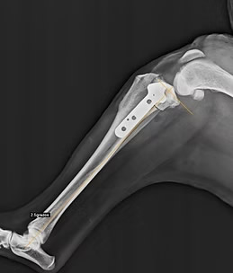 Traumatologia Veterinario Madrid Traumatologia Veterinario Madrid